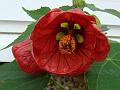 2010-1029-1440_Abutilon_14,3C